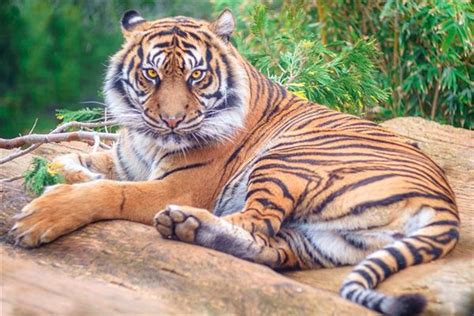 夢到老虎是什麼意思 公仔風水